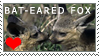 BAT-EARED FOX